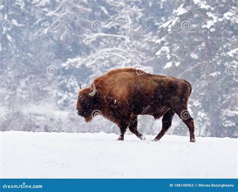 European Bison Bison Bonasus in Natural Habitat Stock Image - Image of brown, animal: 108140963