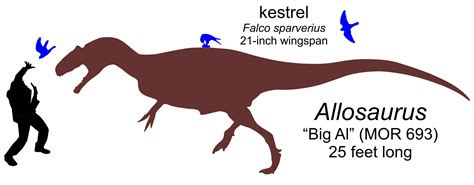 Allosaurus Size Comparison