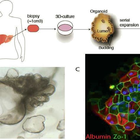 Human liver organoids expanded long term in culture while retaining ...