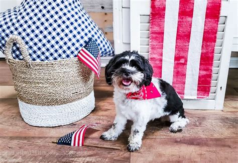 How to Make No-Sew Over-the-Collar Bandanas for your Dog - DIY Beautify - Creating Beauty at Home