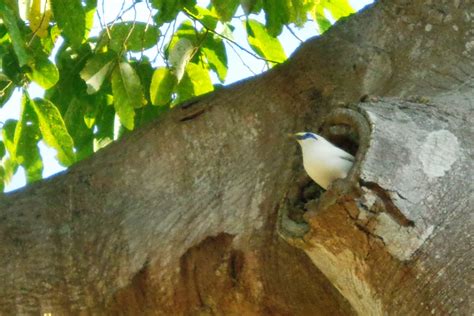 Official Bali starling sanctuary protection nears Indonesian government approval | Friends of ...