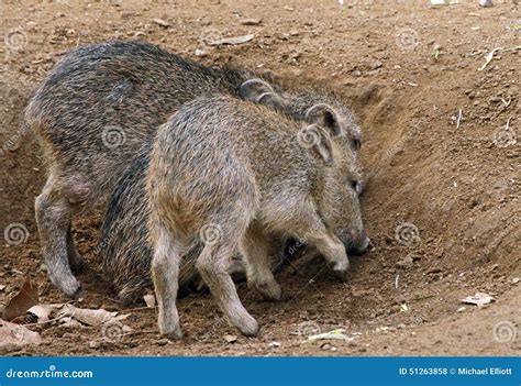 Wild Pig stock photo. Image of animal, dirt, field, foraging - 51263858