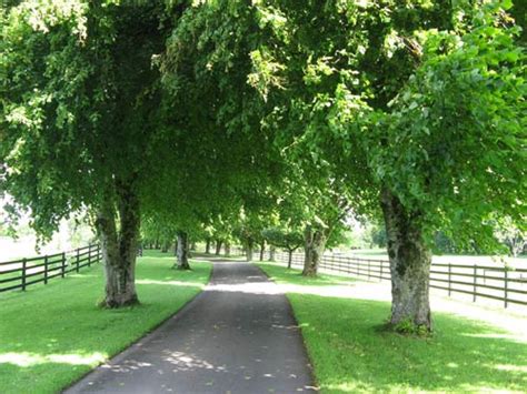 Castles In Westmeath | Castles In Ireland