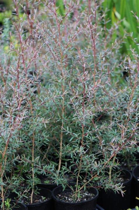 Burgundy Tea Tree - Leptospermum morrisonii Burgundy - Miss Tree