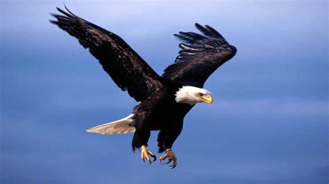 Free Bald Eagle Wallpapers - Wallpaper Cave