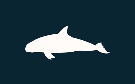 Vaquita Porpoise - National Marine Mammal Foundation