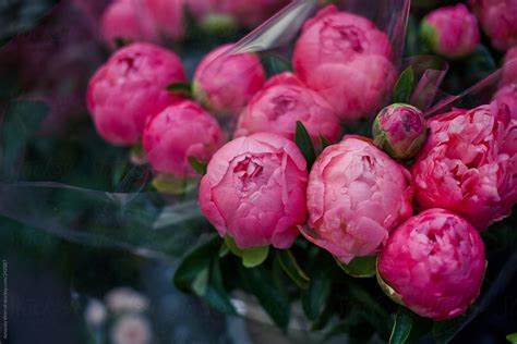 Bouquet Of Dark Pink Peonies At Street Vendor In Paris | Stocksy United