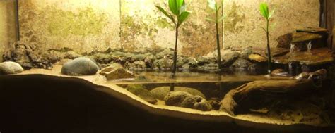 Photo #1 - Mudskipper/fiddler Crab Tank. (brackish)