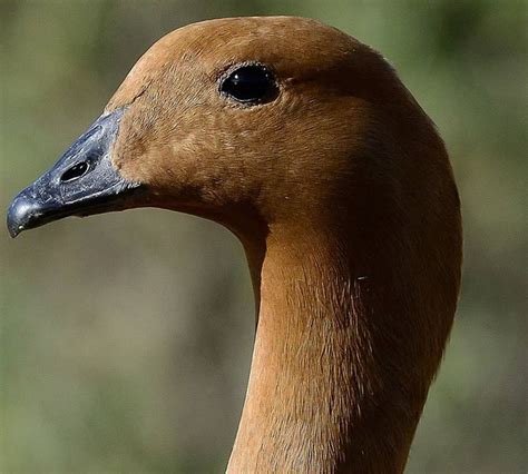 Upland Goose (Chloephaga Picta) - female | Pet birds, Animals, Natural history