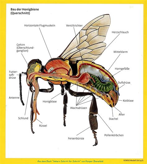 Bau der Honigbiene, Apis mellifera ... | Bienen, Honigbiene, Insekten