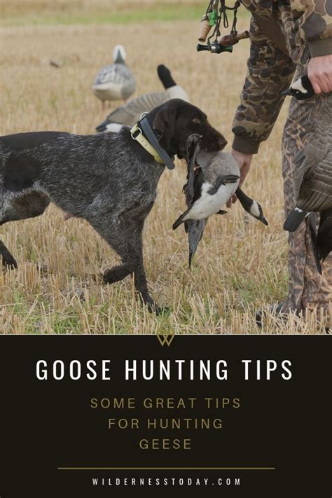 How to Hunt Geese: 10 Goose Hunting Tips, Tactics & Tricks | Goose hunting, Hunting tips, Hunting