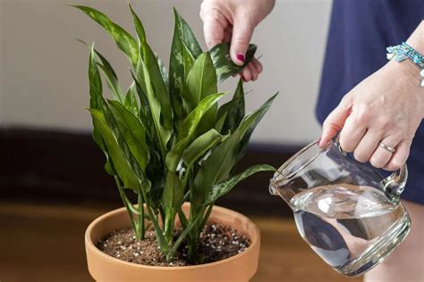 The Ultimate Guide to Watering Indoor Plants: Tips and Techniques for Healthy Growth