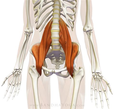 Psoas Muscles