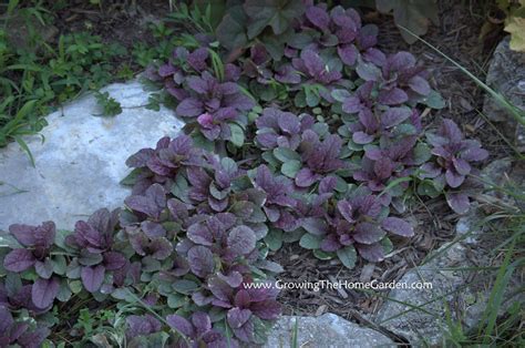 Amazing Ajuga (reptans) - Growing The Home Garden