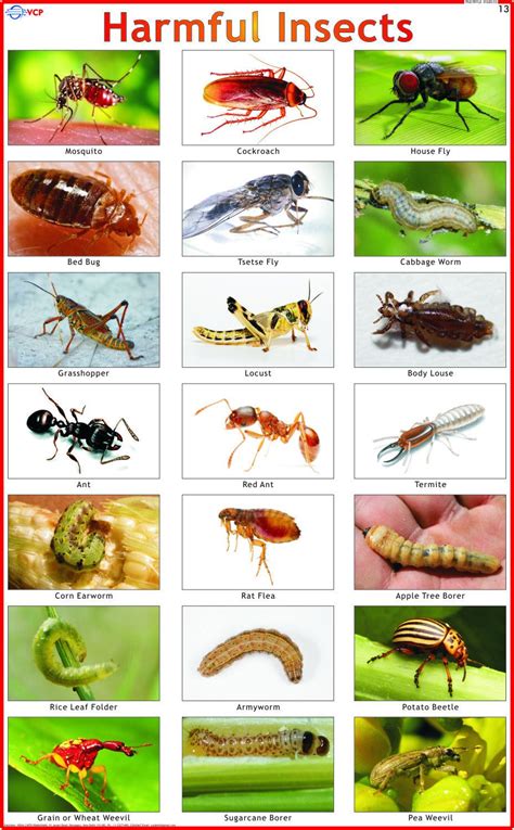 Insect Identification Chart For Kids