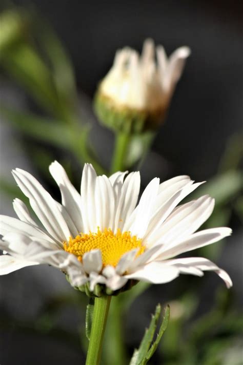 14 tips to Make Caring for Shasta Daisies a Breeze