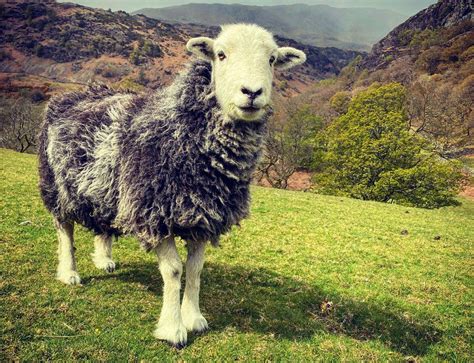 Herdwicks: The 'smiley' sheep that shaped the Lake District - BBC News