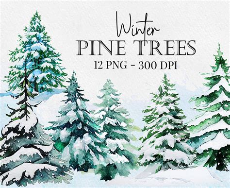 Winter Snow Pine Trees Woods Watercolor graphic Botanical Illustration Set, Christmas Evergreen ...