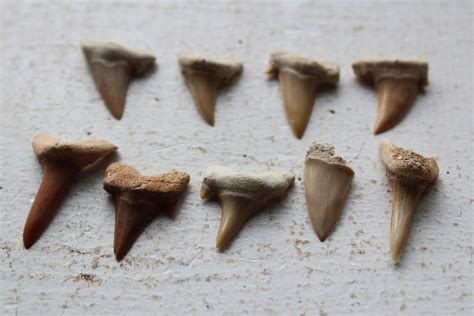 9 Fossilized Shark Teeth