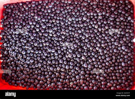 Closeup of fresh acai berry fruits in an industry farm in the amazon ...