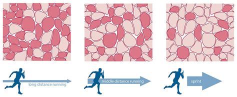 Training for Speed - Developing Fast-Twitch Muscle Fibers — T3 Performance