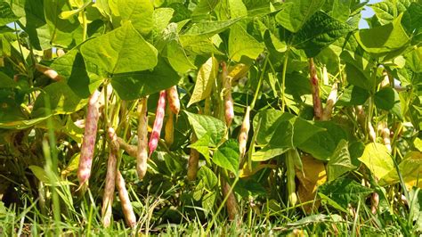 How to Plant, Grow and Care For Pinto Bean Plants