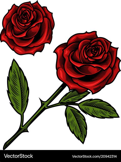 Single beautiful red rose Royalty Free Vector Image