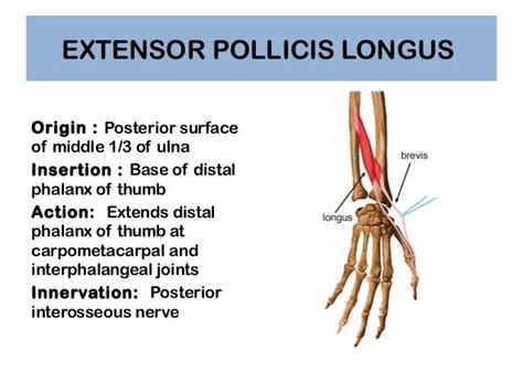 Anatomy of Hand