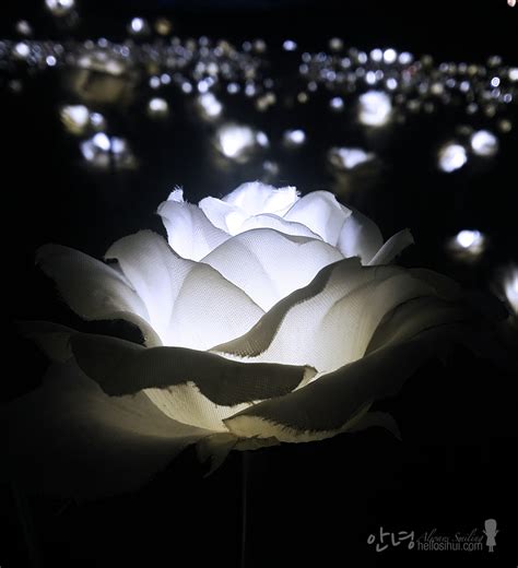 Dongdaemun Design Plaza LED Rose Garden – hellosihui