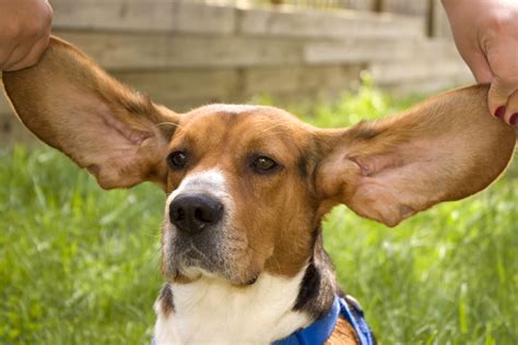 Big Ear Beagle | Lavo Dog