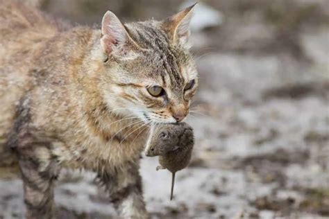 How Cats Hunt: Feline Hunting Behavior Explained