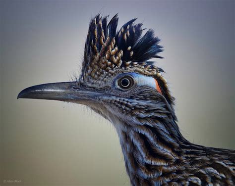 Feather Tailed Stories: Greater Roadrunner