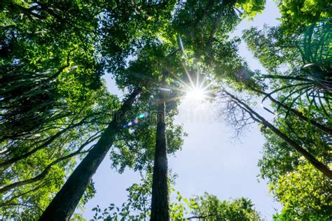 Dark rain forest stock image. Image of light, leaves - 100456395