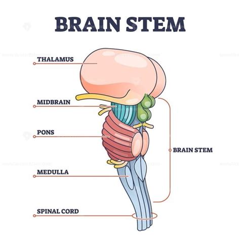 Brain stem parts anatomical model in educational labeled outline ...