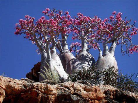 Desert Rose Trees, Namibia | Unique trees, Beautiful tree, Socotra