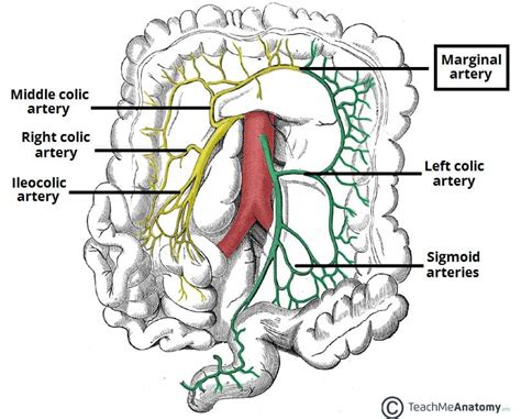 The Mesentery - Function - Structure - Vasculature - TeachMeAnatomy