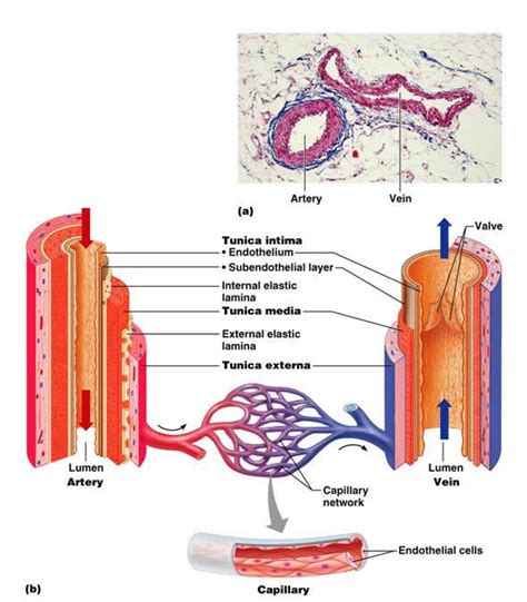 Blood Vessel Layers Diagram