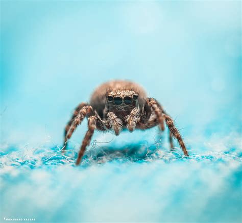 Female jumping spider by MohannadKassab on DeviantArt