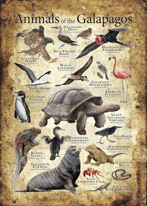 Animals of the Galapagos Islands Poster Print | Etsy