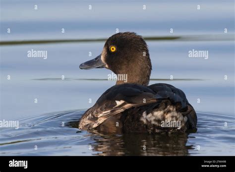 female Tufted Duck (Aythya fuligula Stock Photo - Alamy