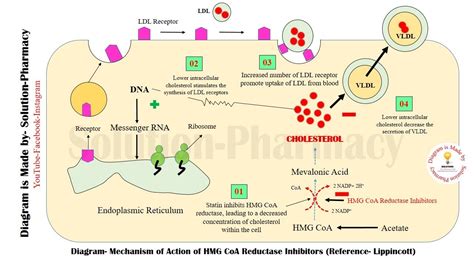 HMG CoA Reductase Inhibitors | Statins Mechanism of Action | Statins | Antihyperlipidemic Drugs ...