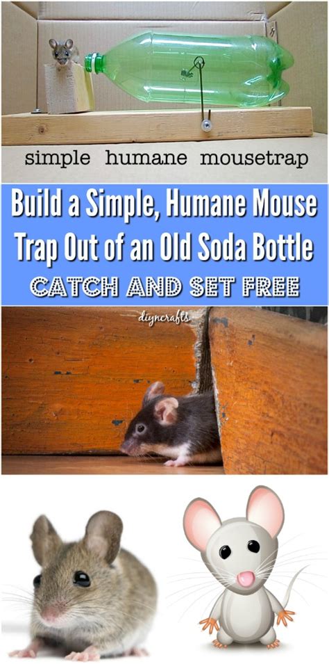 How to Build a Simple, Humane Mouse Trap Out of an Old Soda Bottle - DIY & Crafts