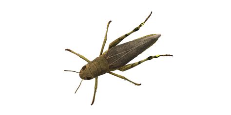 Grasshopper isolated on a Transparent Background 24249121 PNG