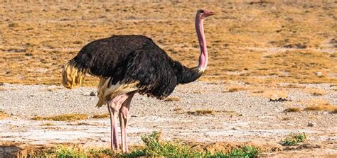 16 Largest Birds In The World (With Their Sizes & Wingspans) | Pagista