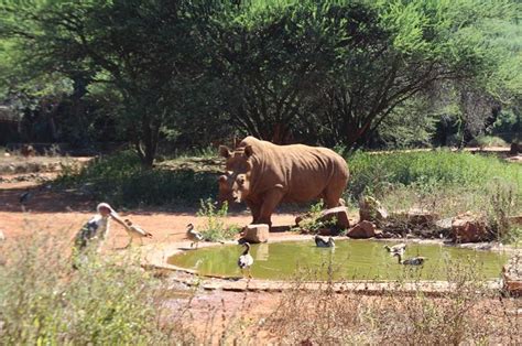 Pretoria Zoo claims investigated | Rekord