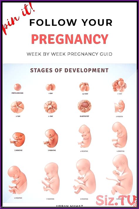 Stages Of Pregnancy Week By Week Symptoms