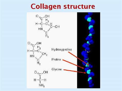 BIOCHEMISTRY OF EXTRACELLULAR MATRIX Collagen structure