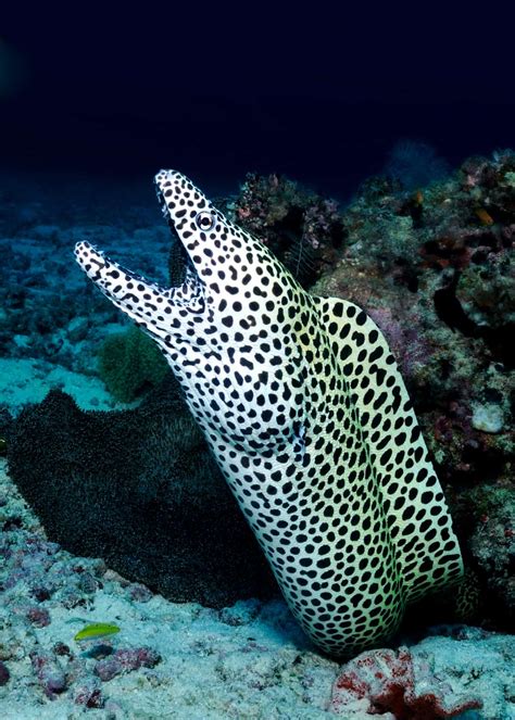 34 Moray Eel Facts: Double-Jawed Beauties of the Deep | Everywhere Wild