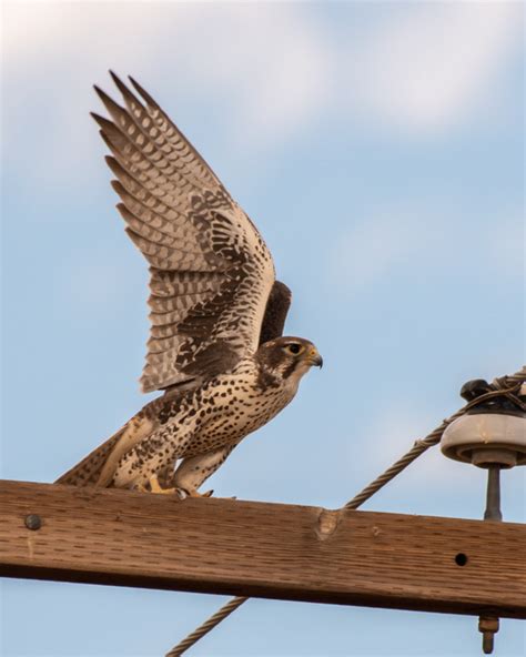 Three Falcon Species Plus! – Foothills Clusters Wildlife