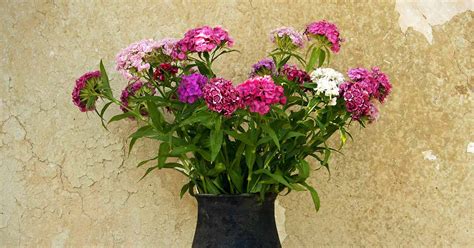 19 of the Best Fragrant Flowers and Shrubs to Grow in the Garden